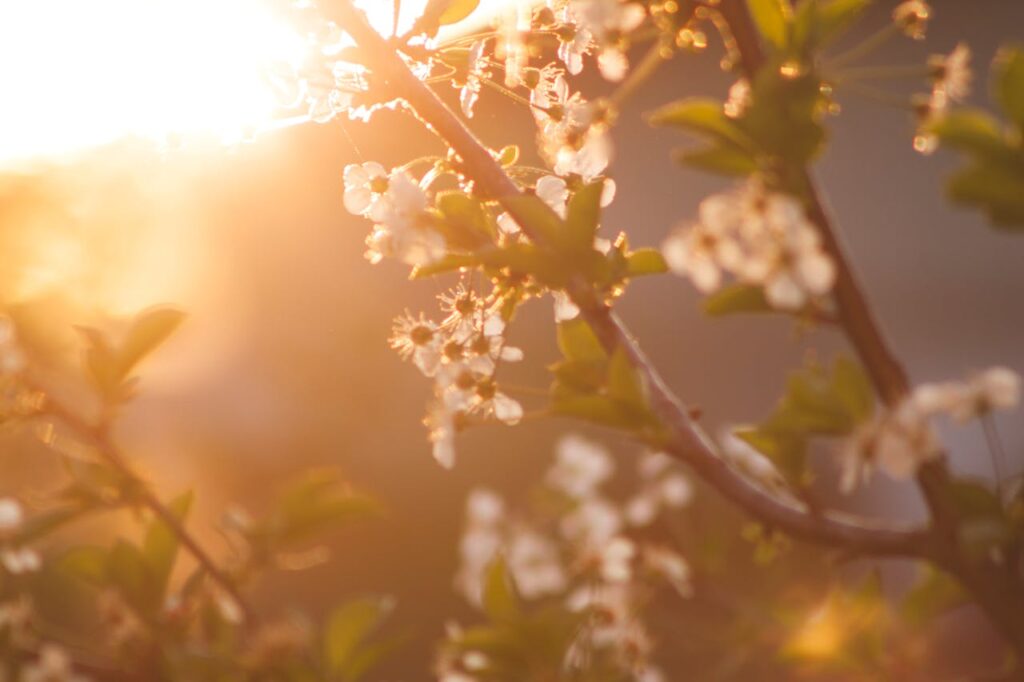 Frühling warmer Sonnenschein Pflanzen Fit in den Frühling Tipps und Anregungen